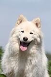 CHIEN FINNOIS DE LAPONIE 649
